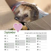 Igelkalender