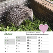 Igelkalender