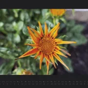 Wandkalender Blumen