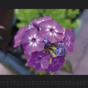 Wandkalender Blumen