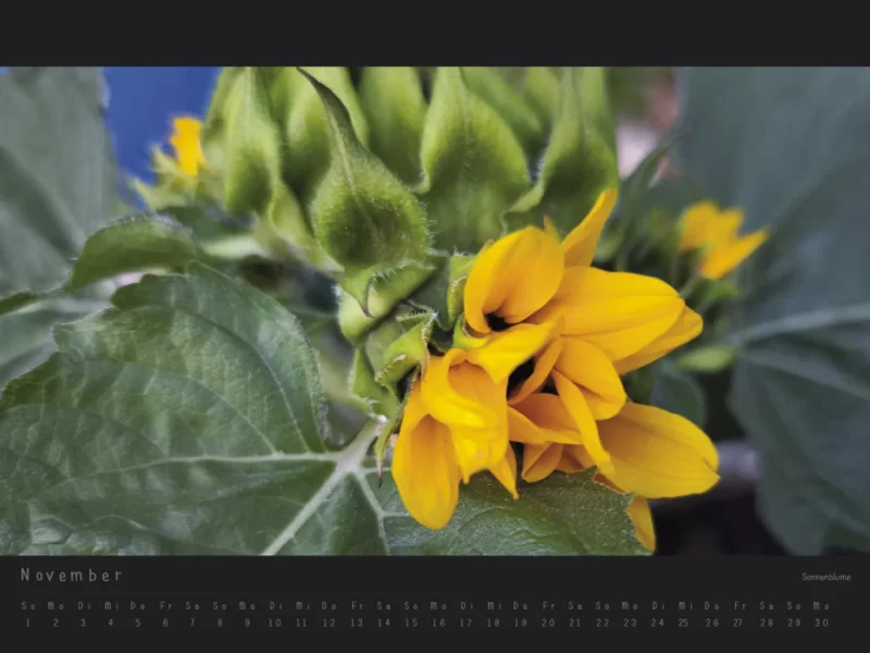Wandkalender Blumen