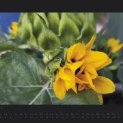 Wandkalender Blumen
