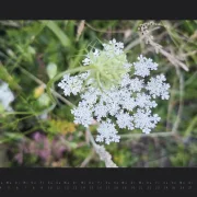 Wandkalender Blumen