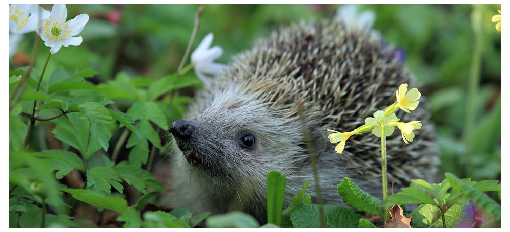 Geschenke und Drucksachen Natur und Tiere